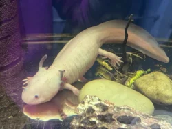 Daruji axolotla