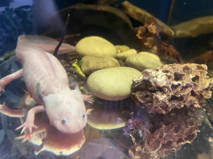 Daruji axolotla