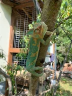 Chameleon jemenský mláďata