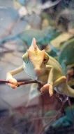 Chameleon jemenský mláďata