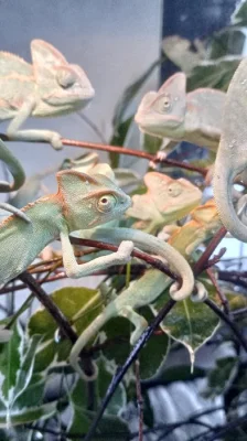 Chameleon jemenský mláďata