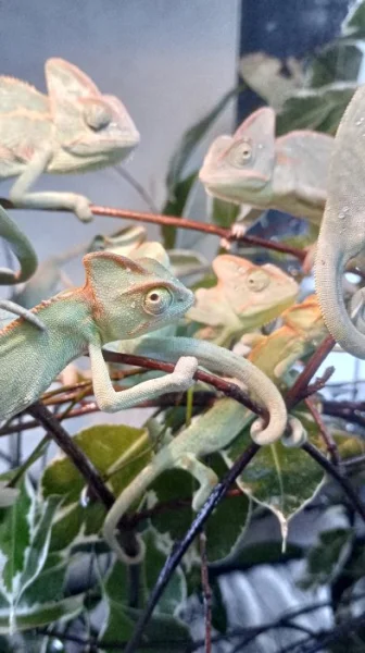 Chameleon jemenský mláďata