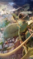 Chameleon jemenský mláďata