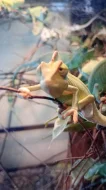 Chameleon jemenský mláďata
