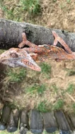 Chameleon jemenský mláďata