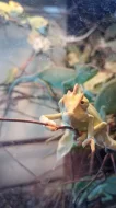 Chameleon jemenský mláďata