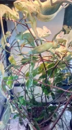 Chameleon jemenský mláďata