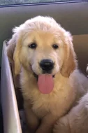 Pejsek - Zlatý retrívr / Golden retriever s PP
