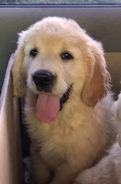 Pejsek - Zlatý retrívr / Golden retriever s PP
