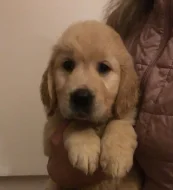 Pejsek - Zlatý retrívr / Golden retriever s PP