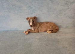 Whippet /Vipet/ - prodám pejsky bez pp