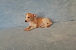 Whippet /Vipet/ - prodám pejsky bez pp