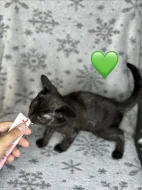Koťátka po britských rodičích