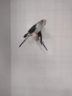 Prodám andulky blackwing