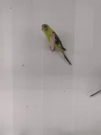 Prodám andulky blackwing