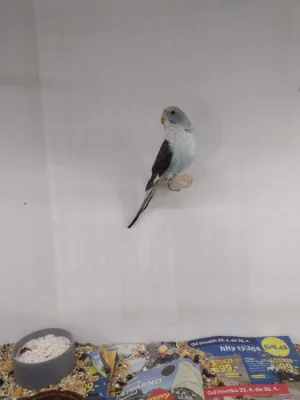 Prodám andulky blackwing