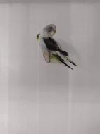Prodám andulky blackwing