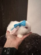 Zakrslý králík beránek - bílý samec