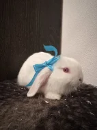 Zakrslý králík beránek - bílý samec