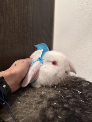 Zakrslý králík beránek - bílý samec