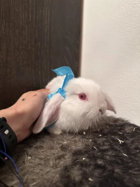 Zakrslý králík beránek - bílý samec