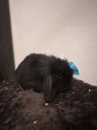Zakrslý králík beránek - černý samec