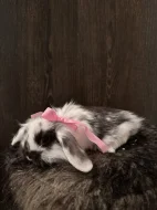 Zakrslý králík beránek - dlouhosrstá samička