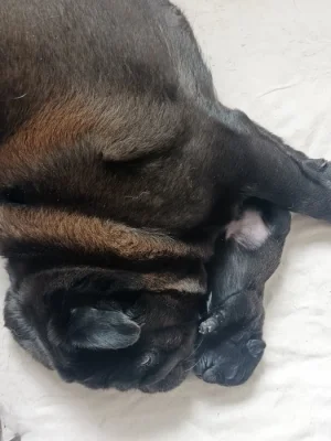 Mops s PP FCI