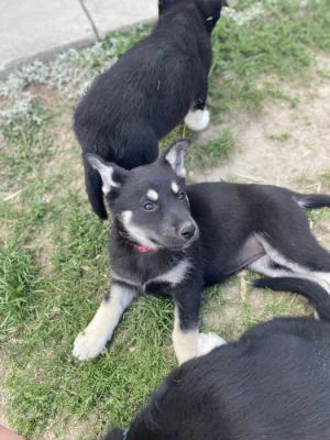 Vlčák Shepsky