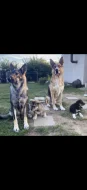 Vlčák Shepsky