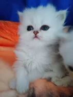 Perská činčila stříbrná - koťátko