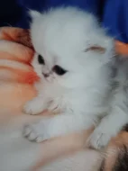 Perská činčila stříbrná - koťátko