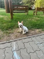 Predstavujem vám štvormesačného francúzskeho buldočka