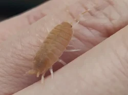 Isopody - tři druhy a mnohonožky Atopochetus spinimargo