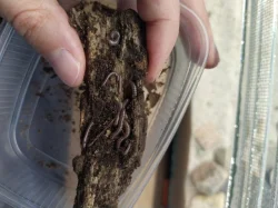 Isopody - tři druhy a mnohonožky Atopochetus spinimargo