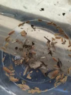 Isopody - tři druhy a mnohonožky Atopochetus spinimargo