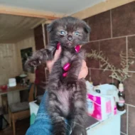Krásná 4 koťátka (Scottish Fold)