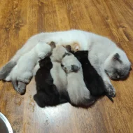 Krásná 4 koťátka (Scottish Fold)
