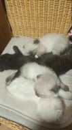 Krásná 4 koťátka (Scottish Fold)