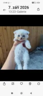 Krásná 4 koťátka (Scottish Fold)