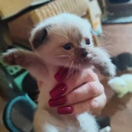 Krásná 4 koťátka (Scottish Fold)
