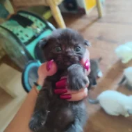 Krásná 4 koťátka (Scottish Fold)