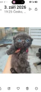 Krásná 4 koťátka (Scottish Fold)