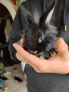Zakrslý králík