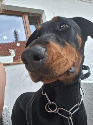 Prodám fenu dobrmana