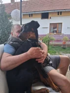 Prodám fenu dobrmana