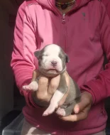 American bully xl s PP
