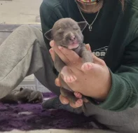 American bully xl s PP