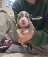 American bully xl s PP
