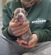 American bully xl s PP